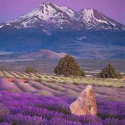 职业赛车手无敌版